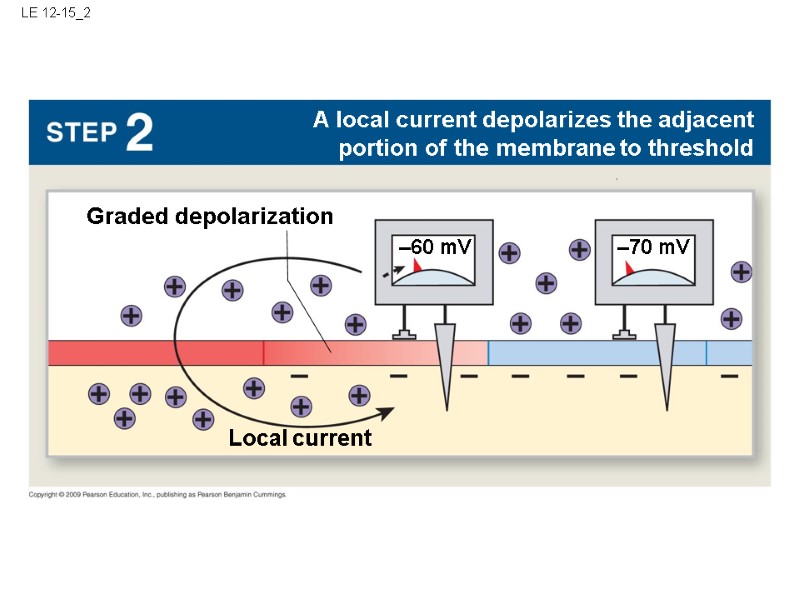 LE 12-15_2 –70 mV Local current A local current depolarizes the adjacent portion of